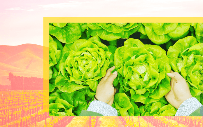 An image of two hands holding lettuce on a backdrop of a farm